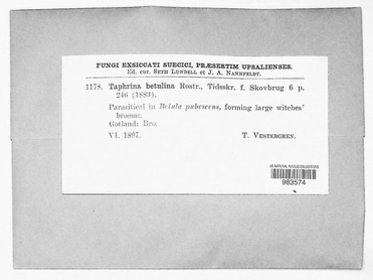 Taphrina betulina image